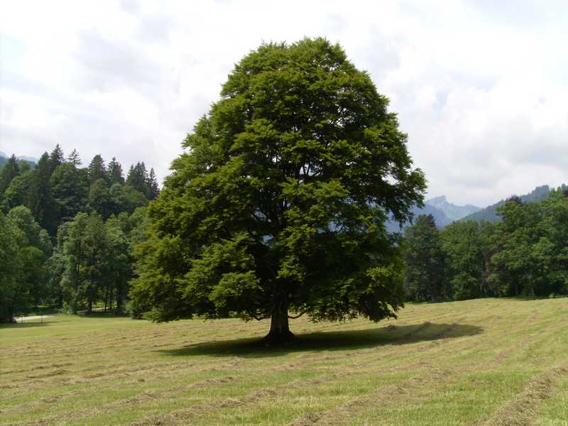 DIGITAL CAMERA
